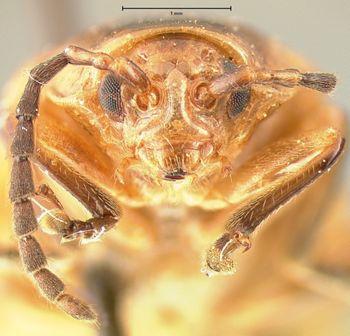 Media type: image; Entomology 18754   Aspect: head frontal view